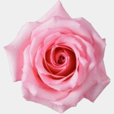 Pink Rose Thumbnail