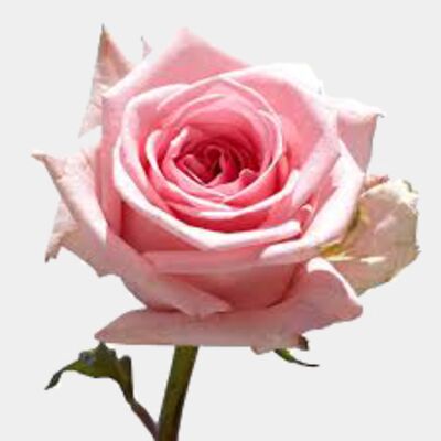 Pink Rose 2 Thumbnail